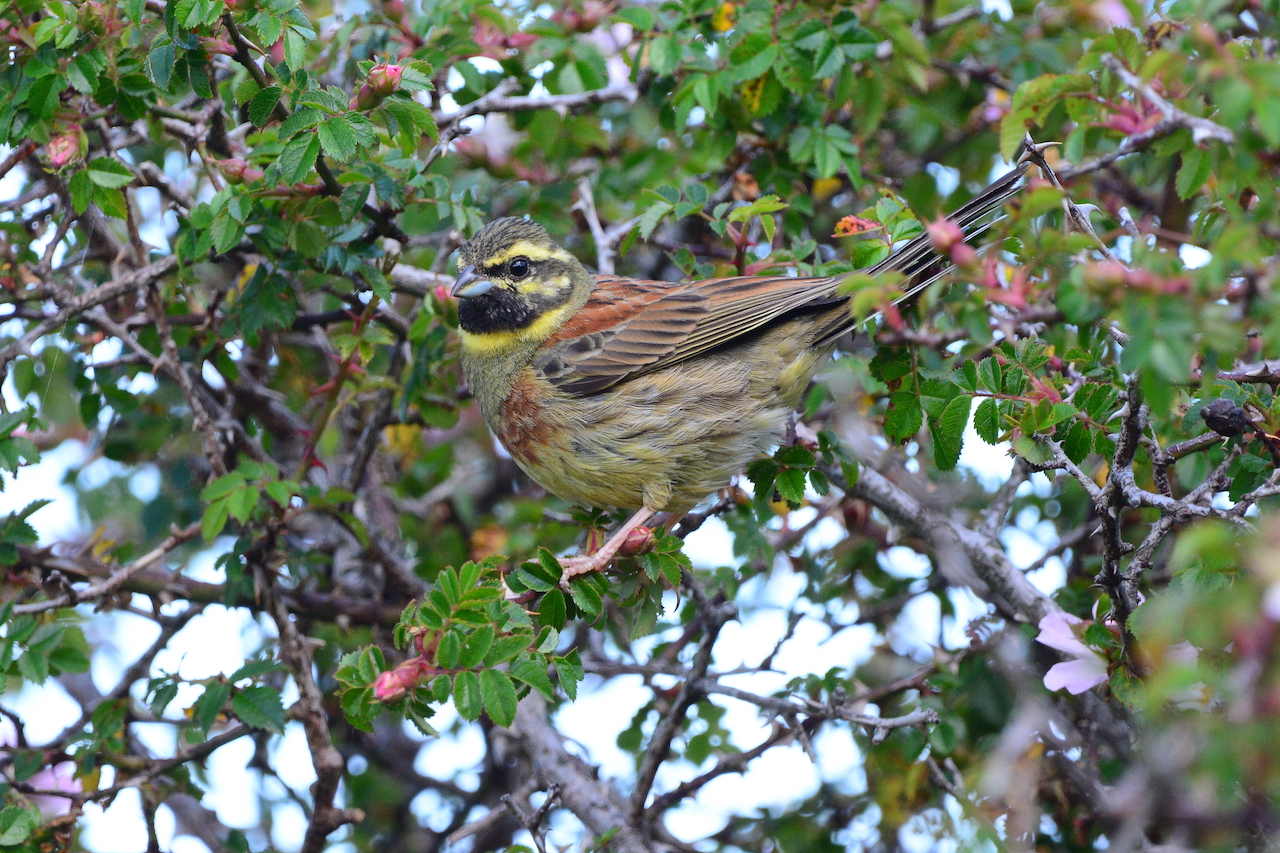 Emberiza cirlus Emberiza cirlus